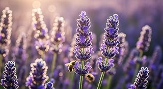 100 Sementes Lavanda Aromática – Flores Roxas para Jardim, Vasos e Paisagismo