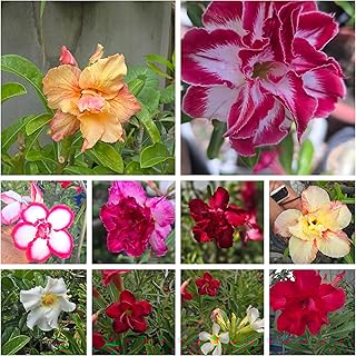 20 Semente De Rosa Do Deserto Mix Cores