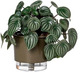 Vaso Autoirrigável Médio N03 16cm x 14cm - Terrazzo Basalto